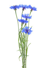 Naklejka na ściany i meble Blue cornflowers isolated on a white background