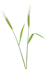 Two green spikelets of barley on white background