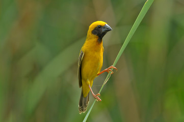 Asian golden weaver, male