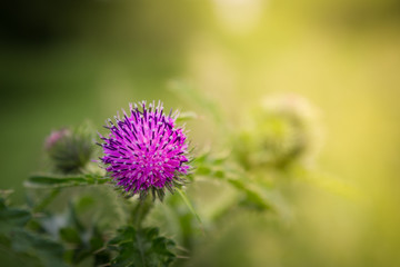 Natur pur