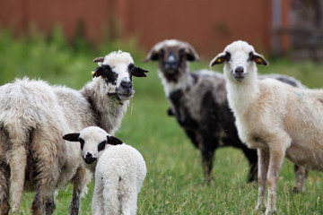 Fototapeta premium sheep and lambs in the grass