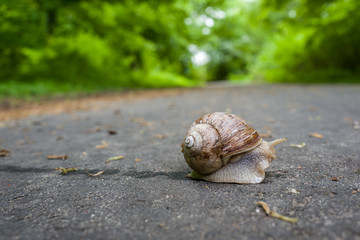 Slug in park in Wilhelmshaven, Germany.