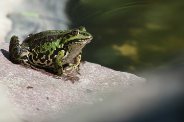 Teichfrosch