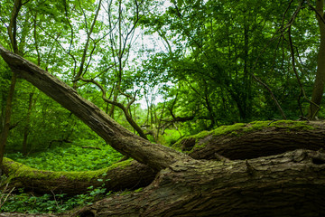 The Altengroden park in Wilhelmshaven, Germany.