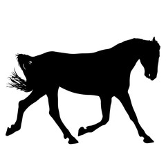 Animal silhouette of black mustang horse illustration