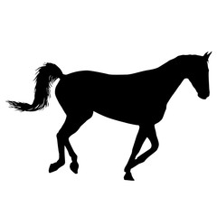 Animal silhouette of black mustang horse illustration