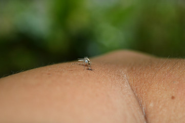 Mosquito sitting on the hand of man.