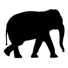 Fototapeta premium Silhouette large African elephant on a white background