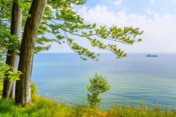 View of blue sea and green trees on chalk cliffs in Jasmund National Park, Ruegen island, Baltic Sea, Germany