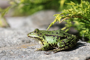 Teichfrosch