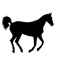 Animal silhouette of black mustang horse illustration