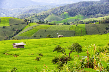 Fototapeta na wymiar Green Terraced Rice Field in Pa Pong Pieng , Mae Chaem, Chiang Mai Province, Thailand