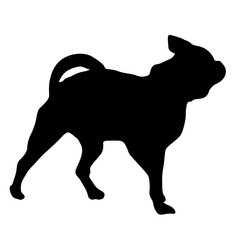 Chihuahua dog silhouette on a white background
