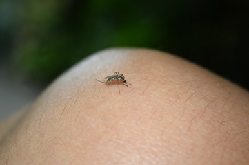 A mosquito sits and drinks the blood of a human foot.