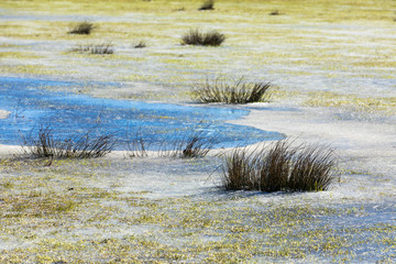water marsh with grass
