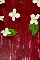 Pattern with jasmine flowers