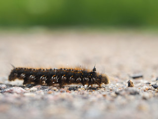 Big hairy caterpillar crawling on the road