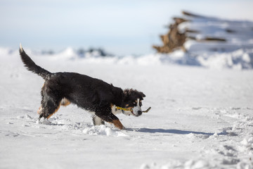 Berner Sennenhund beim ap