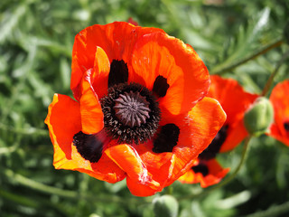 Beautiful red poppy flower on green natural background