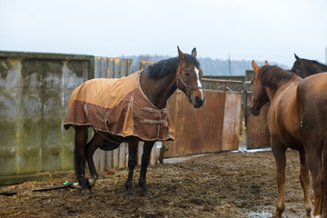 Beautiful horses, animals, pasture, stables, horseback riding