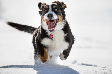 Junger Berner Sennenhund