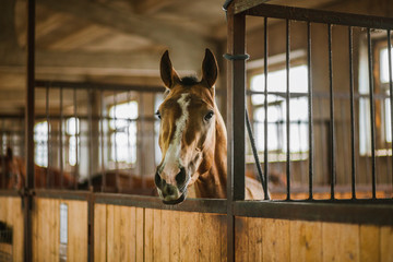 Beautiful horses, animals, pasture, stables, horseback riding