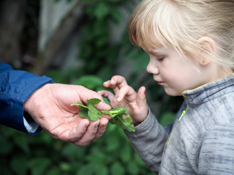 A Man's Hand Shows A Child A Caterpillar