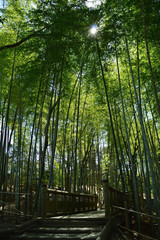 A bamboo grove that the light of the sun inserts from between the leaves of the bamboo that grew up facing the sky
