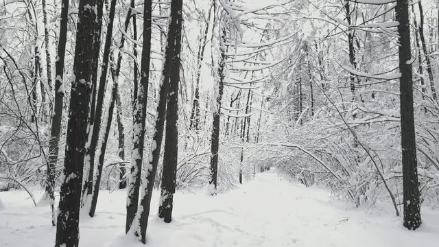 Panorama of the forest at winter after snowfall