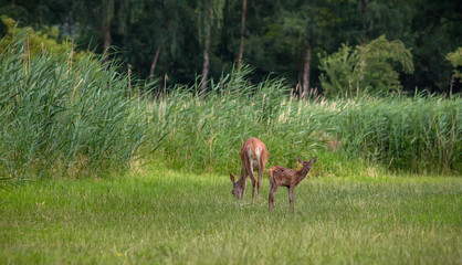 Red Deer forest Netherlands