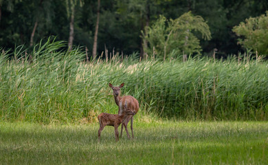 Red Deer forest Netherlands