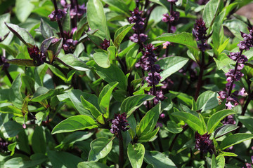 Thaibasilikum, Thai-Basilikum oder thailändisches Basilikum, Ocimum basilicum var. thyrsiflora