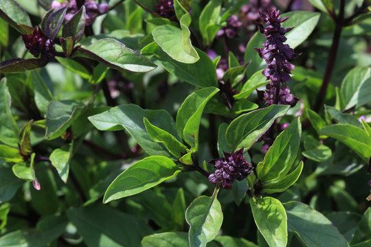 Thaibasilikum, Thai-Basilikum oder thail&auml;ndisches Basilikum, Ocimum basilicum var. thyrsiflora
