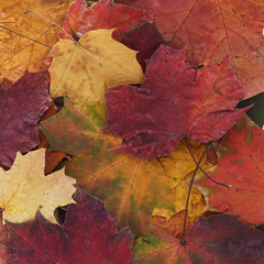 Naklejka na ściany i meble Autumn concept background of dry maple colorful leaves on a white, top view, flat lay.