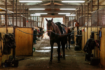 Beautiful horses, animals, pasture, stables, horseback riding