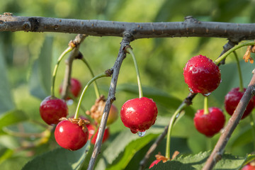 Cherry tree in the sunny garden. Working in a covered cherry orchard.
