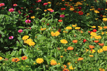 Ringelblumen, Calendula officinalis und rote Zinnien, Zinnia elegans, im Blumengarten, Kräutergarten