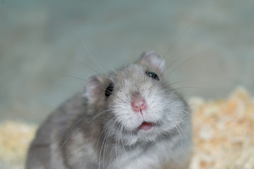 Grey dwarf hamster
