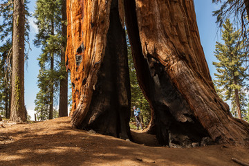 Mother with infant visit Sequoia national park in California, USA