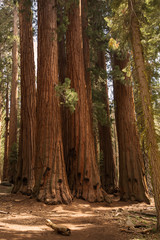 Obraz premium Sunset in Sequoia national park in California, USA