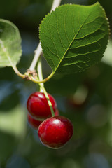 Cherry on the branch grows, ripened red cherry close up
