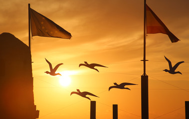 Gulls at Sunrise