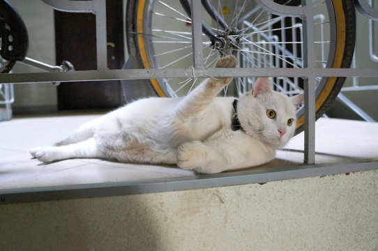 White cat near bicycle.