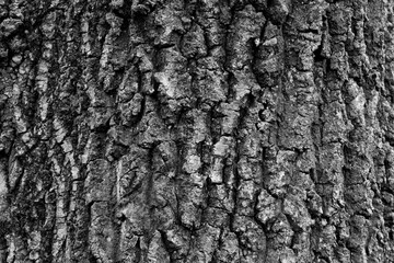 bark tree texture