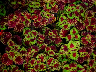 Red leaves pattern background, Natural background,Plant leaves pattern,blur focus.