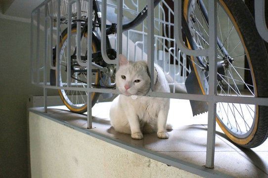 White cat stuck his head through the fence near bicycle.