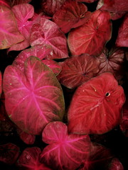 Red leaves pattern background, Natural background,Plant leaves pattern,blur focus.
