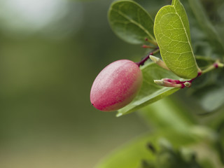 Karonda Fruit