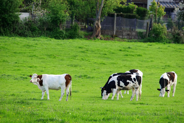 Prim'Holstein dans un pré