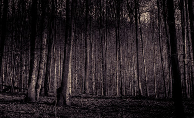 Dark misty forest